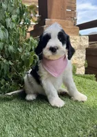 Star, a female Bernedoodle for sale in Fate, TX – 4 of 5
