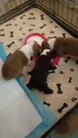 Miss Ginger, a female Boston Terrier for sale in Abilene, TX – 5 of 5