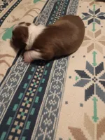 Miss Apple , a female Boston Terrier for sale in Abilene, TX – 2 of 4