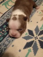 Miss Apple , a female Boston Terrier for sale in Abilene, TX – 1 of 4