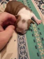 Miss Ginger, a female Boston Terrier for sale in Abilene, TX – 1 of 5