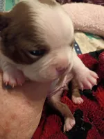 Miss Apple , a female Boston Terrier for sale in Abilene, TX – 3 of 4