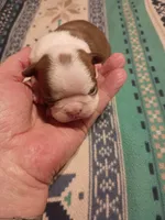 Miss Ginger, a female Boston Terrier for sale in Abilene, TX – 4 of 5