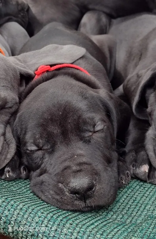 Big Red – Great Dane puppy for sale in Greenville, NC