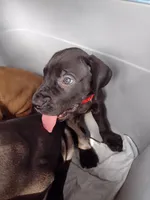 Big Red, a male Great Dane for sale in Greenville, NC – Photo 3 of 4