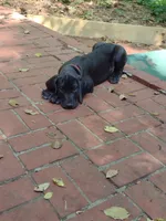 Big Red, a male Great Dane for sale in Greenville, NC – Photo 5 of 6