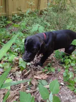 Big Red, a male Great Dane for sale in Greenville, NC – Photo 6 of 6