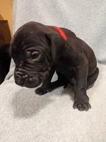 Big Red, a male Great Dane for sale in Greenville, NC – Photo 1 of 2