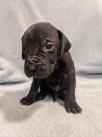 Big Red, a male Great Dane for sale in Greenville, NC – Photo 2 of 2