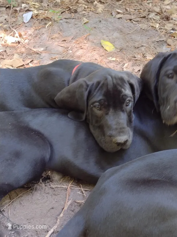 Big Red – Great Dane puppy for sale in Greenville, NC