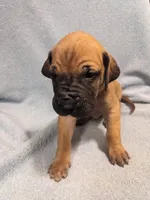 Vince Fawn, a male Great Dane for sale in Greenville, NC – Photo 2 of 2