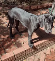 Mr Green, a male Great Dane for sale in Greenville, NC – 9 of 9