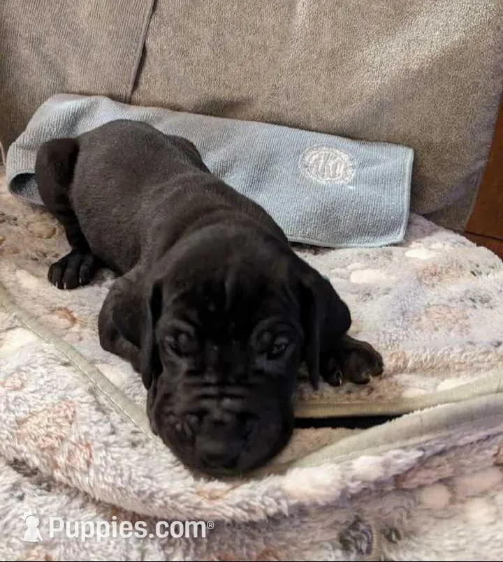 Aquaman, a male Great Dane for sale in Greenville, NC – Photo 4 of 4