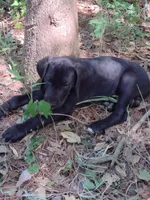 Mr Green, a male Great Dane for sale in Greenville, NC – 3 of 6