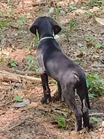 Mr Green, a male Great Dane for sale in Greenville, NC – 5 of 6