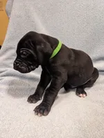 Jolly Green Giant, a male Great Dane for sale in Greenville, NC – Photo 2 of 3