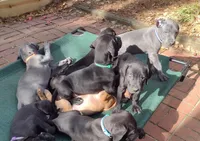 Jolly Green Giant, a male Great Dane for sale in Greenville, NC – Photo 3 of 3