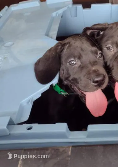 Mr. Green – Great Dane puppy for sale in Greenville, NC