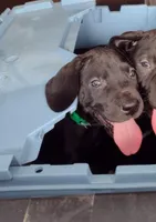 Jolly Green Giant, a male Great Dane for sale in Greenville, NC – Photo 1 of 3