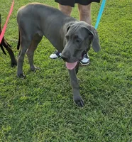Orange Julius, a male Great Dane for sale in Greenville, NC – 4 of 4