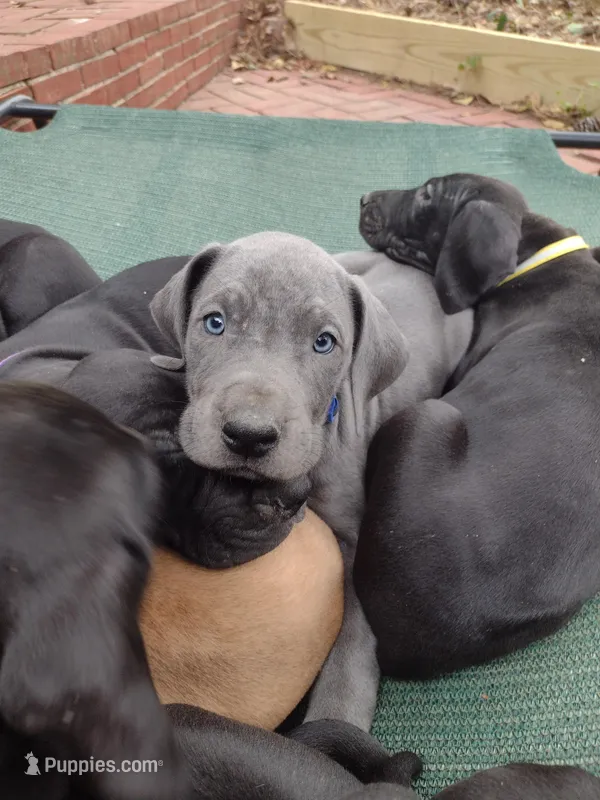 Bluey – Great Dane puppy for sale in Greenville, NC