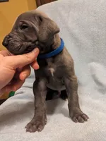 Bluey, a male Great Dane for sale in Greenville, NC – Photo 2 of 2