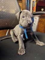 Bluey, a male Great Dane for sale in Greenville, NC – Photo 1 of 2