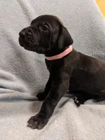 Ms. Pinky, a female Great Dane for sale in Greenville, NC – Photo 1 of 2