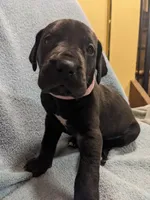 Ms. Pinky, a female Great Dane for sale in Greenville, NC – Photo 2 of 2