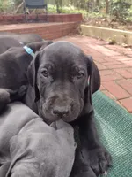 Violet, a female Great Dane for sale in Greenville, NC – Photo 5 of 5