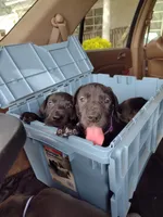 Violet, a female Great Dane for sale in Greenville, NC – Photo 3 of 3