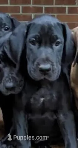 Violet – Great Dane puppy for sale in Greenville, NC