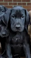 Violet, a female Great Dane for sale in Greenville, NC – Photo 1 of 5