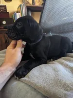 Violet, a female Great Dane for sale in Greenville, NC – Photo 2 of 3