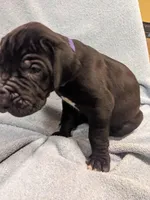 Violet, a female Great Dane for sale in Greenville, NC – Photo 1 of 2