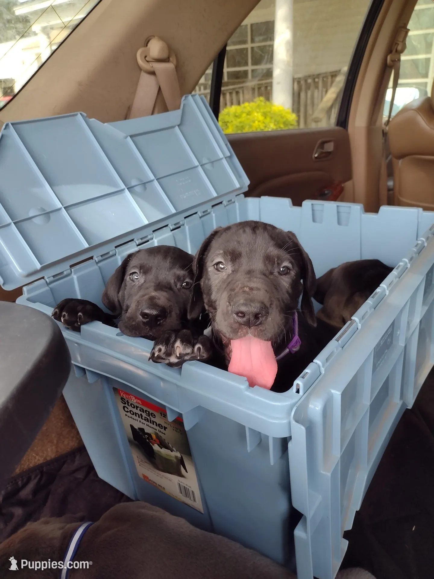 Violet – Great Dane puppy for sale in Greenville, NC