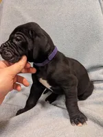 Violet, a female Great Dane for sale in Greenville, NC – Photo 2 of 2