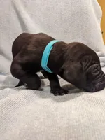 Aquaman, a male Great Dane for sale in Greenville, NC – Photo 1 of 2