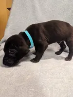 Aquaman, a male Great Dane for sale in Greenville, NC – Photo 2 of 2