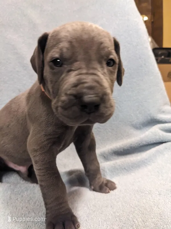 Orange Julius – Great Dane puppy for sale in Greenville, NC