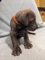 Orange Julius, a male Great Dane for sale in Greenville, NC – Photo 1 of 3