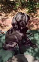 Mr Green, a male Great Dane for sale in Greenville, NC – 8 of 9