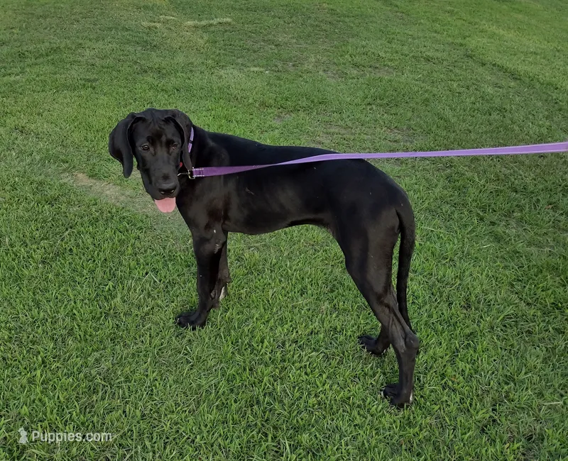 Mr Green – Great Dane puppy for sale in Greenville, NC