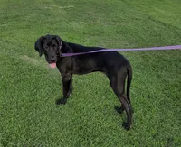 Mr Green, a male Great Dane for sale in Greenville, NC – 1 of 9
