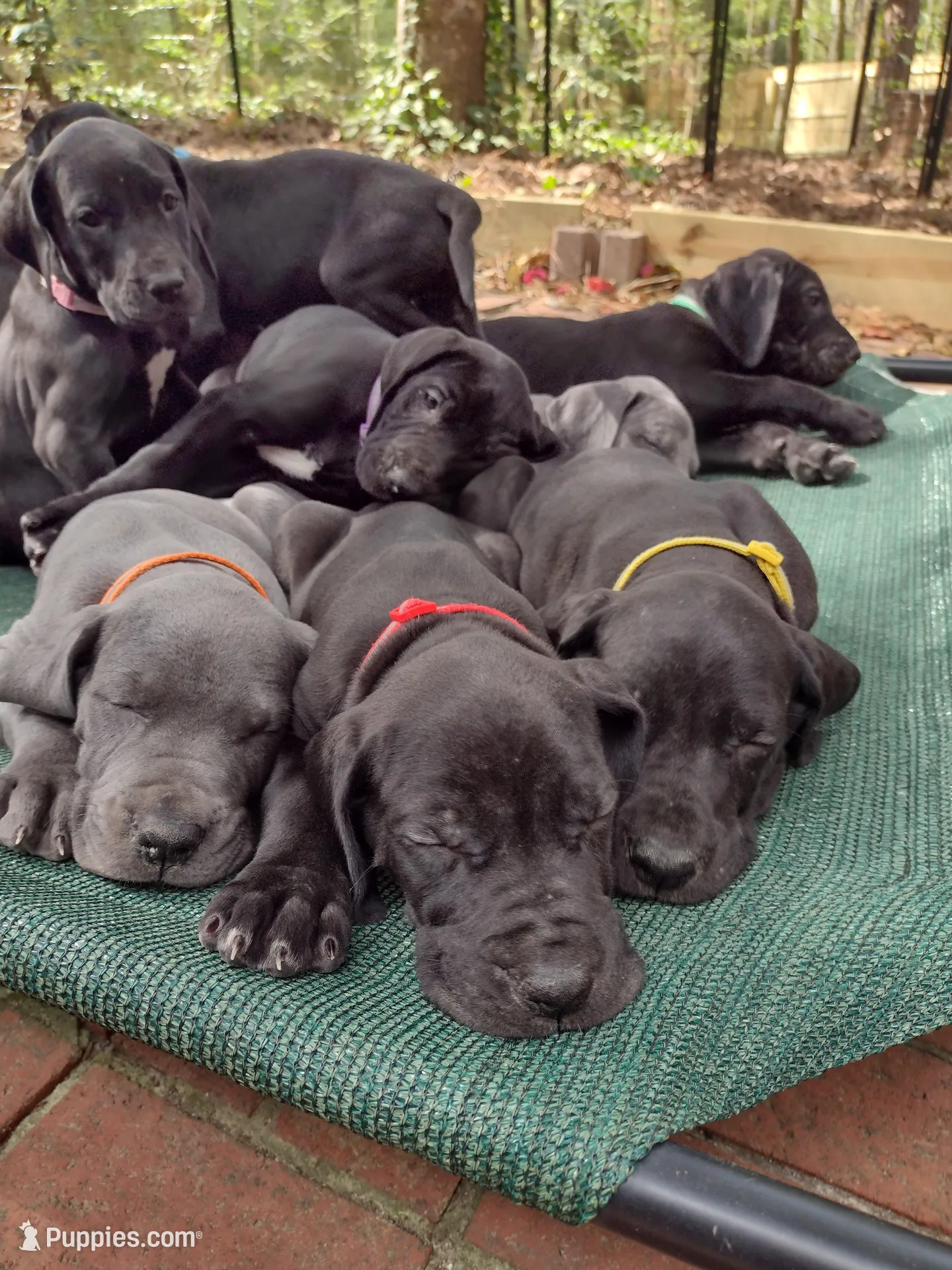 Big Red, a male Great Dane for sale in Greenville, NC – Photo 4 of 4