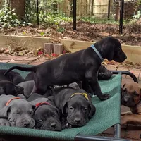 Aquaman, a male Great Dane for sale in Greenville, NC – Photo 3 of 4