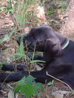 Aquaman, a male Great Dane for sale in Greenville, NC – Photo 6 of 7