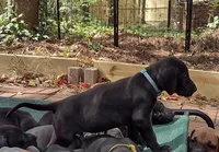 Aquaman, a male Great Dane for sale in Greenville, NC – Photo 2 of 4