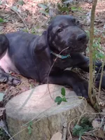Aquaman, a male Great Dane for sale in Greenville, NC – Photo 7 of 7