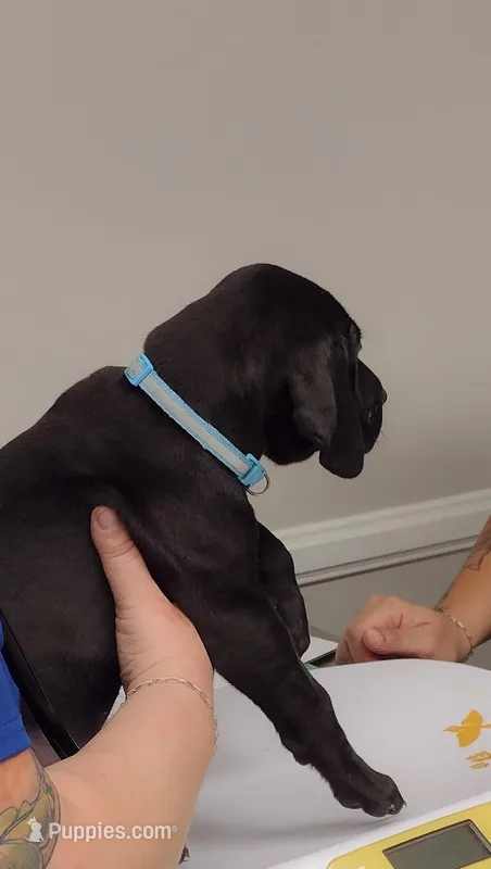 Aquaman – Great Dane puppy for sale in Greenville, NC